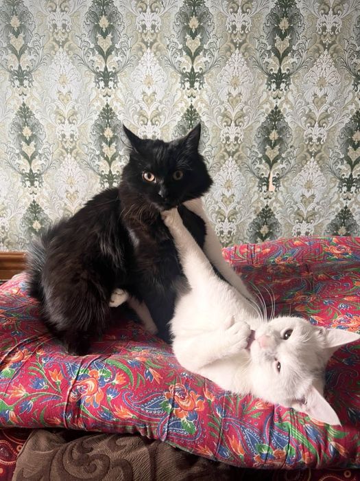 Mushuk , Кошка , Cat