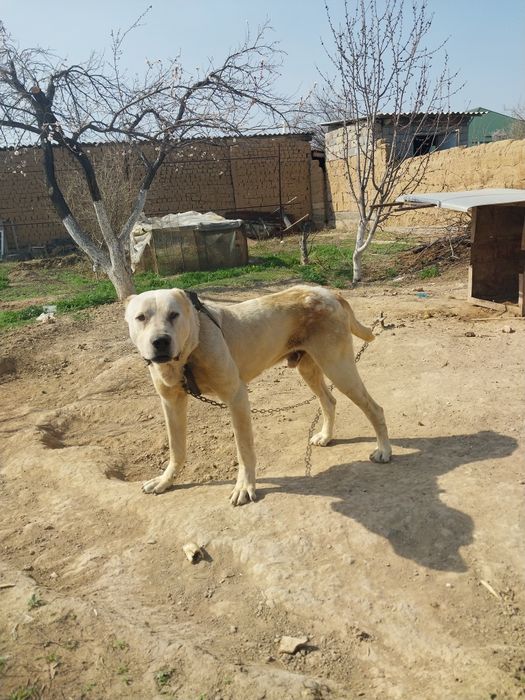 Ит сатылады. 3 жыл болган