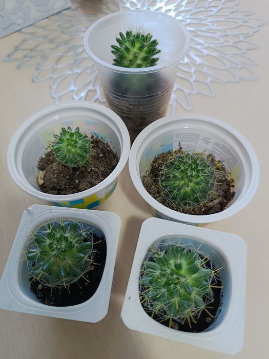 Продам кактусы детки