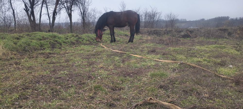 Vând cal talie mare