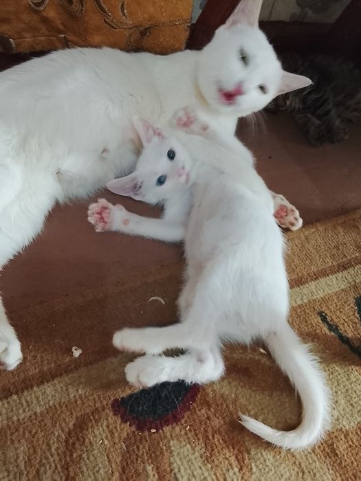 Продаются котята