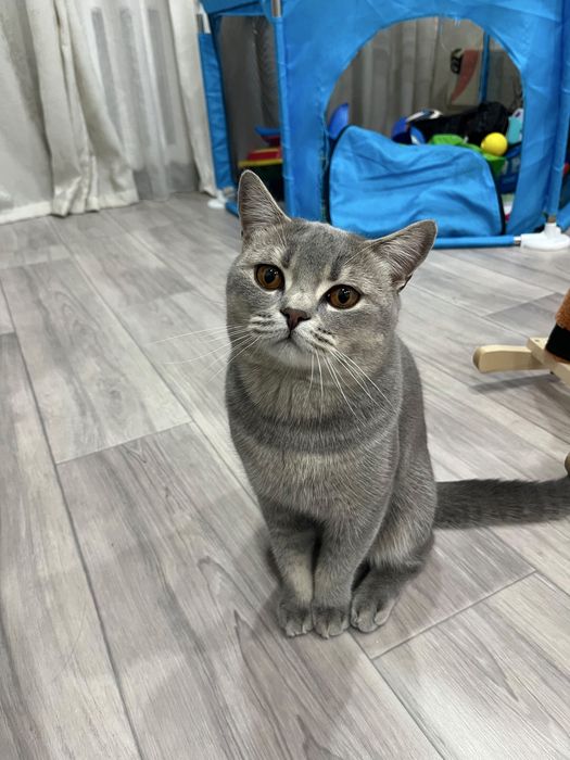 Британский короткошёртный кот