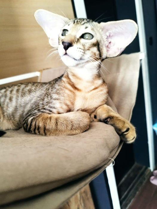 Ориентальные котята экстримального типа