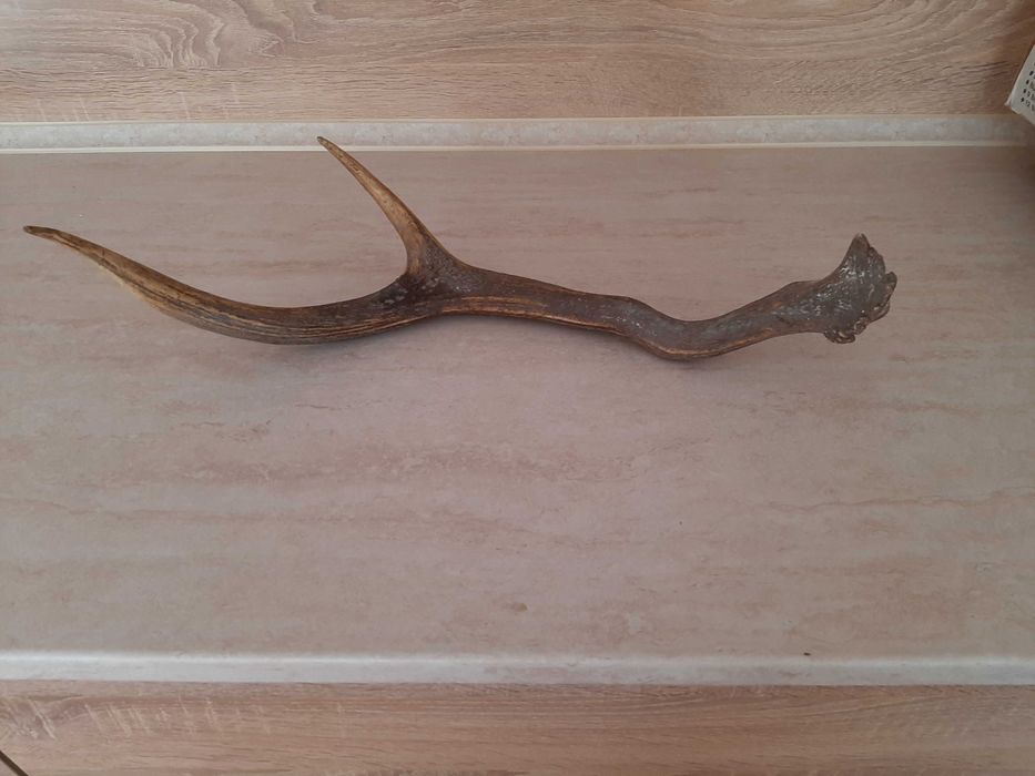 Еленски рог 60 см