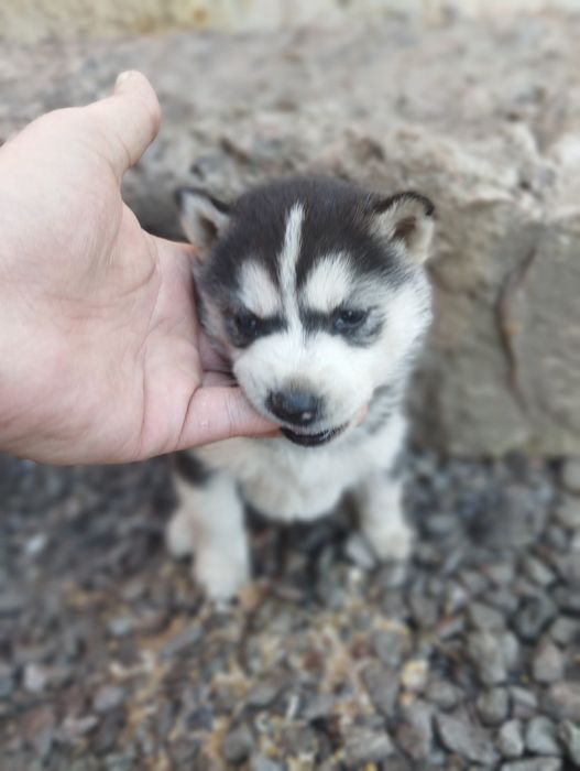 Продам щенков ХАСКИ очень красивые.