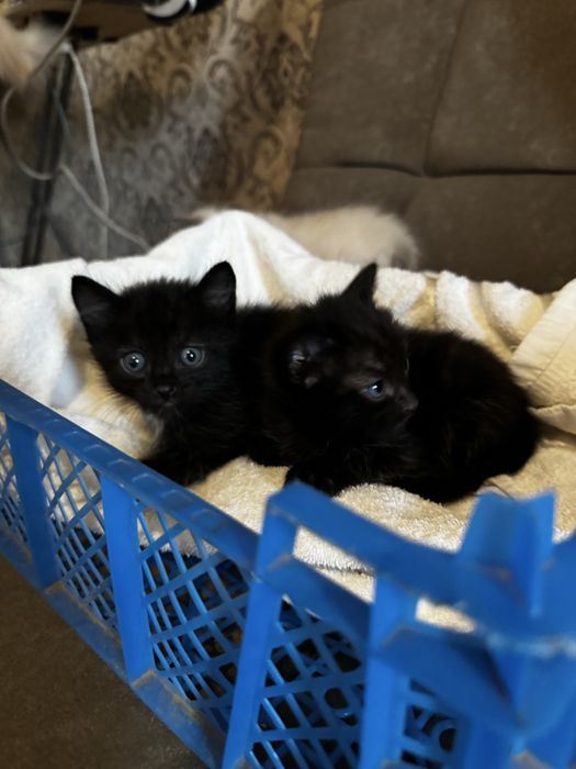 Ищем дом для котят
