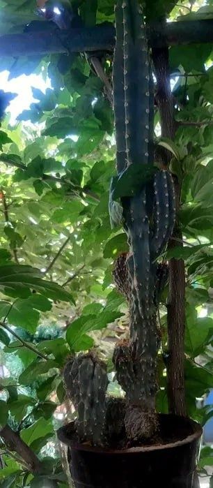 Продается Кактус Цереус