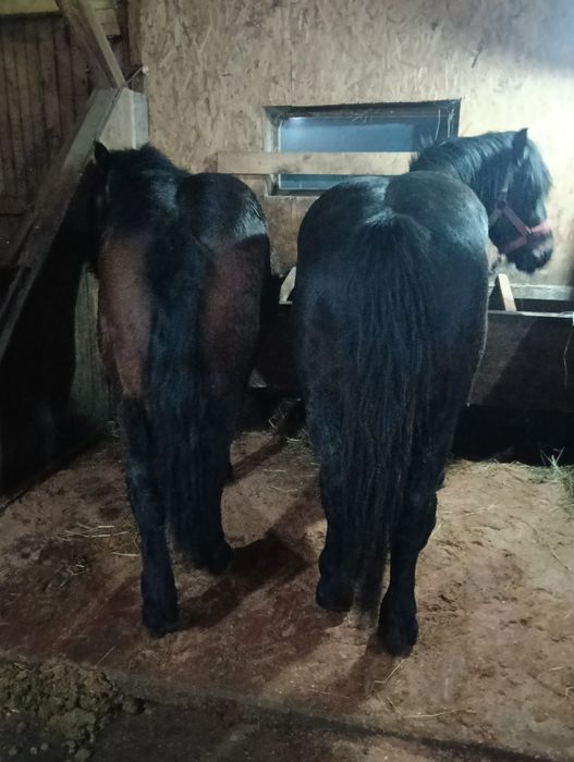 Vând doi armăsari cu vârsta de doi și trei ani fac la primavara in lun