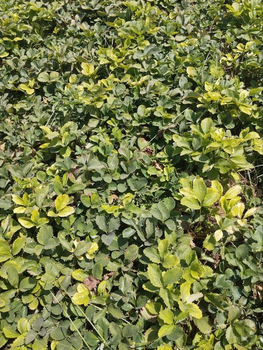 Koreyskiy kochatlar 2-hil sort