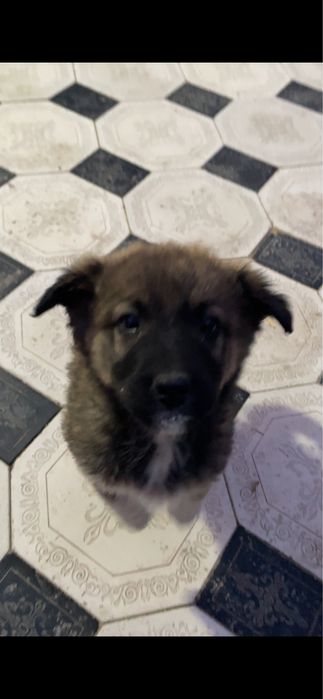 Отдам щенят в добрые руки