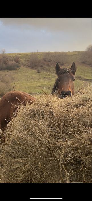 Manz armasar de 9 luni
