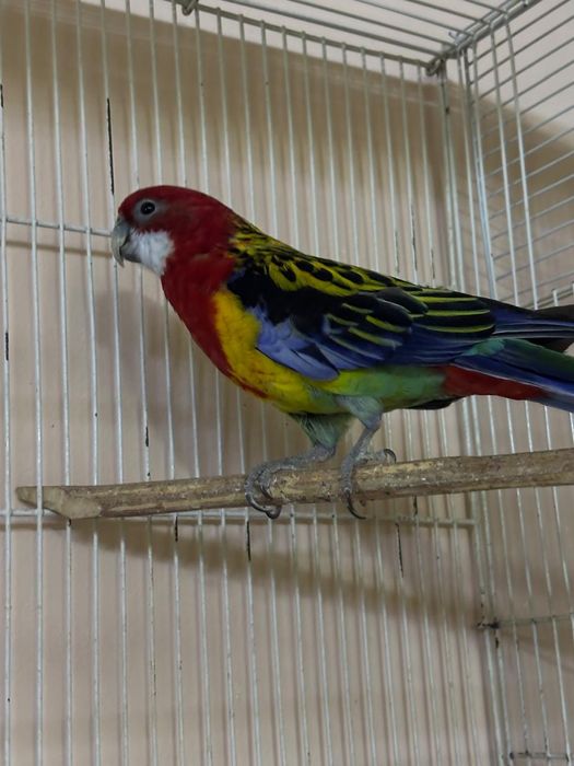 Розелла пёстрая самец