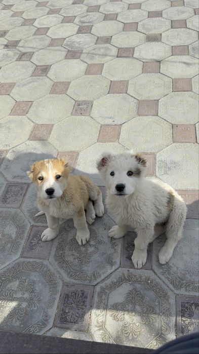 Продаются щенки Алабая