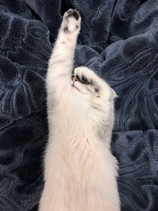 Skotish strayt serebristiy shinshila