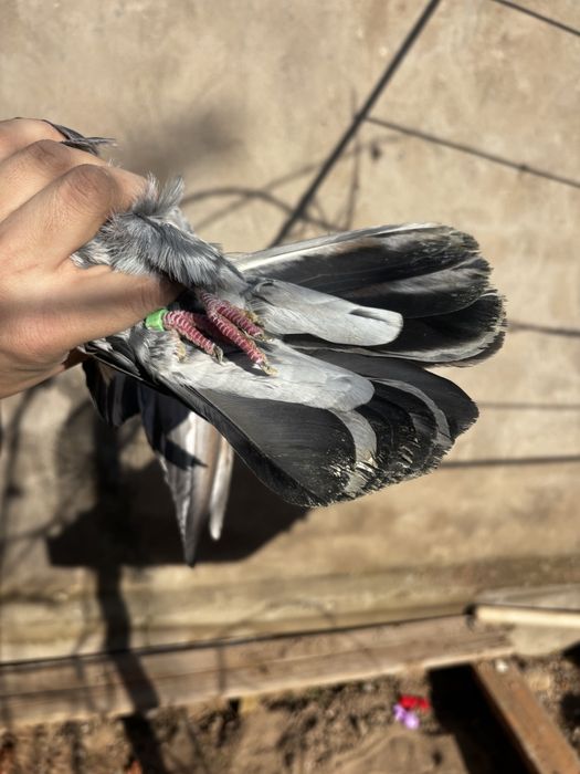 Голуби бакинц самка самец пара
