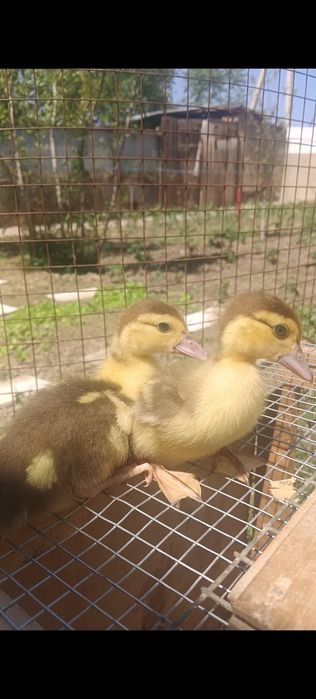 Индаутята 2х недельные