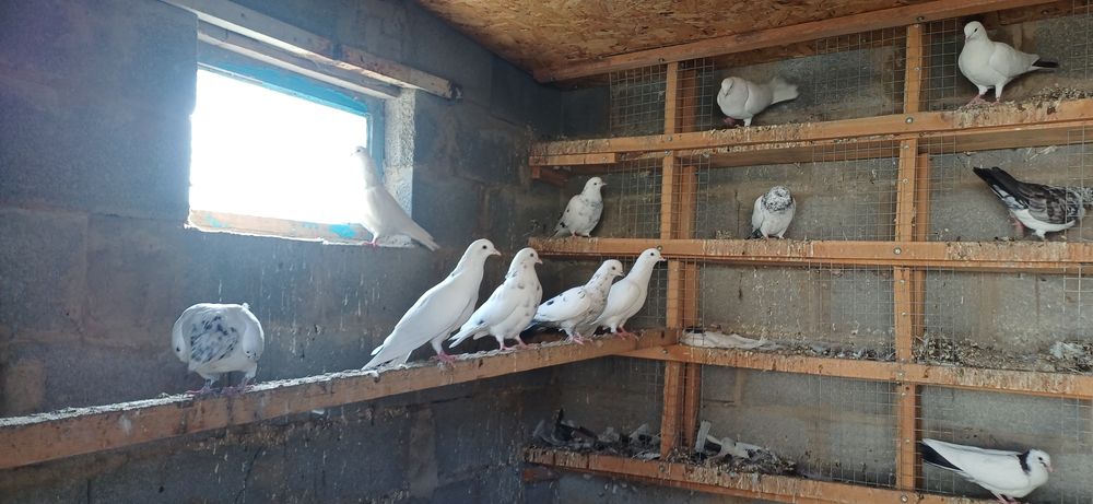 Продам бакинцов голоногих