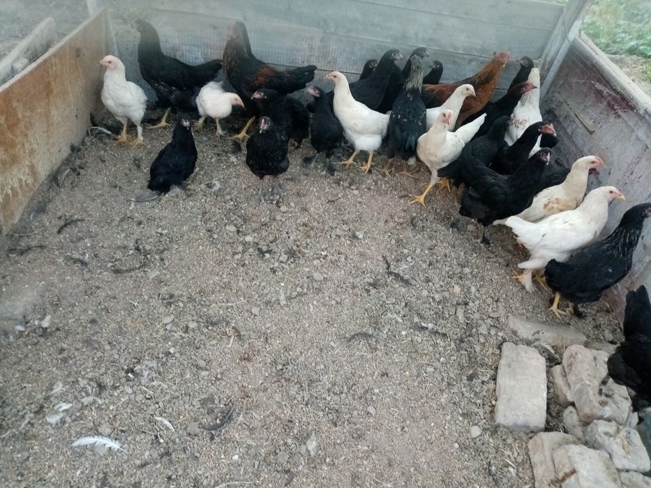 Сотилади кора товуклар ва хороз домашние