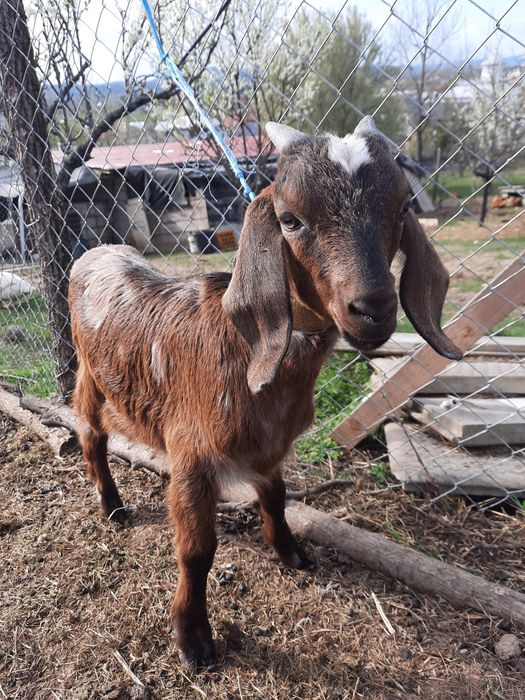 Tapisori anglo nubian  vârsta 2 luni
