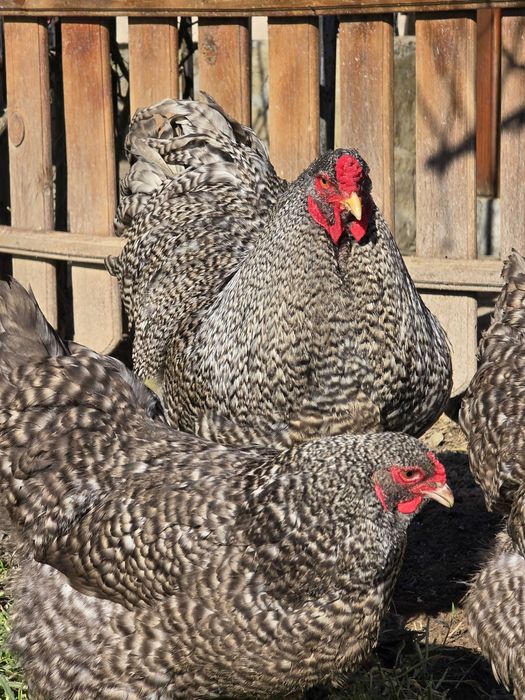 Продавам разплодни яйца от Кукувича Брама [Cuckoo Brahma]