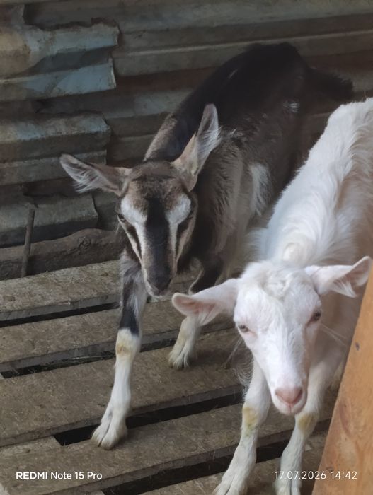 Продам двух козочек