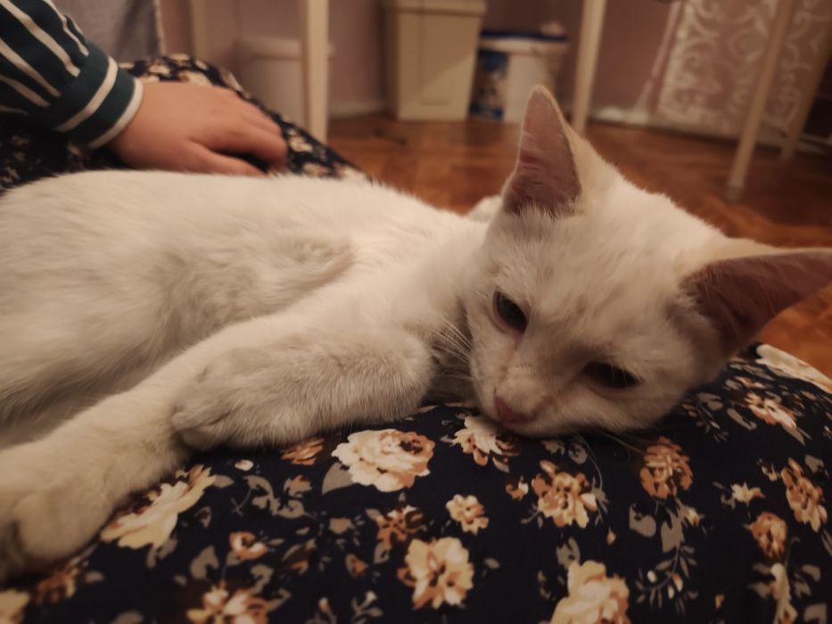 Нашли кота ,белый мальчик