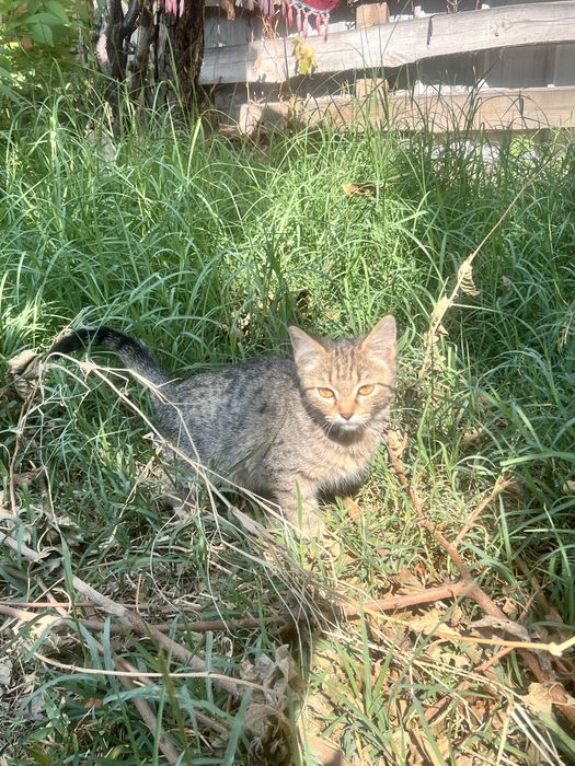 Отдам котят крыселовов