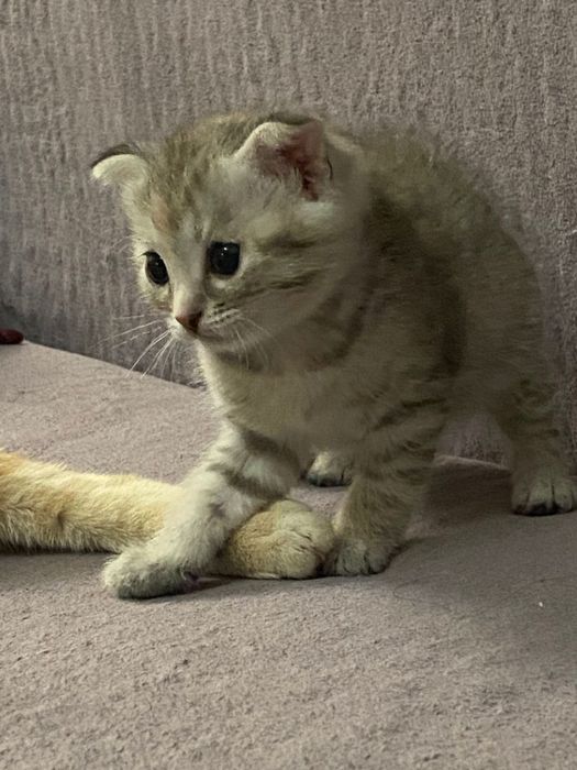 Котята веслоухие