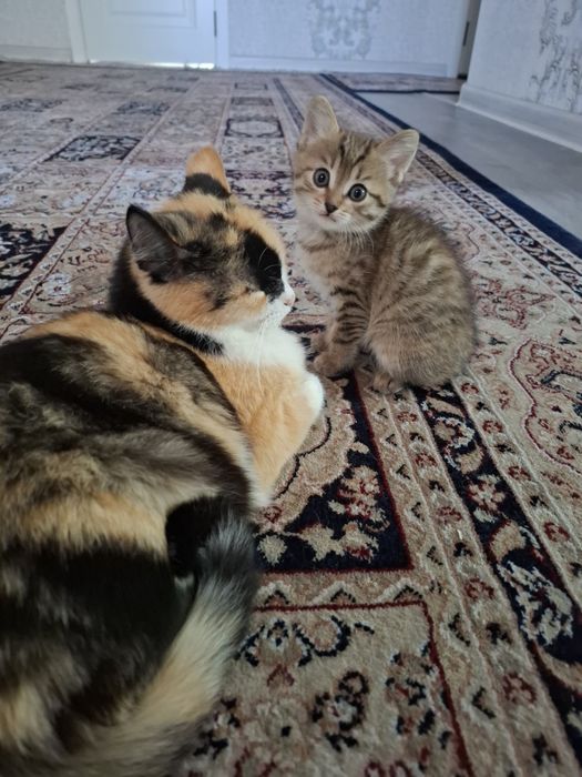 Отдам котят в хорошие руки