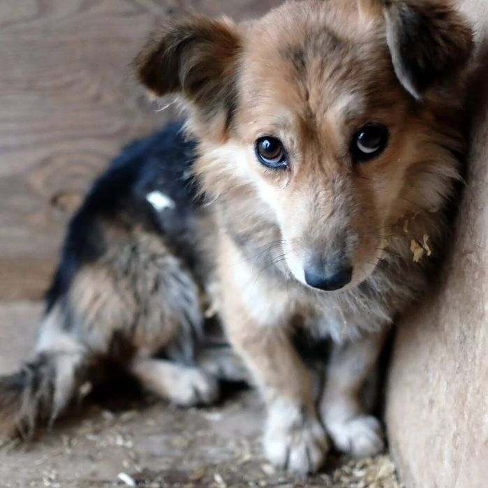 Дворняжка фото собаки щенки Дворняжка фото собаки щенки