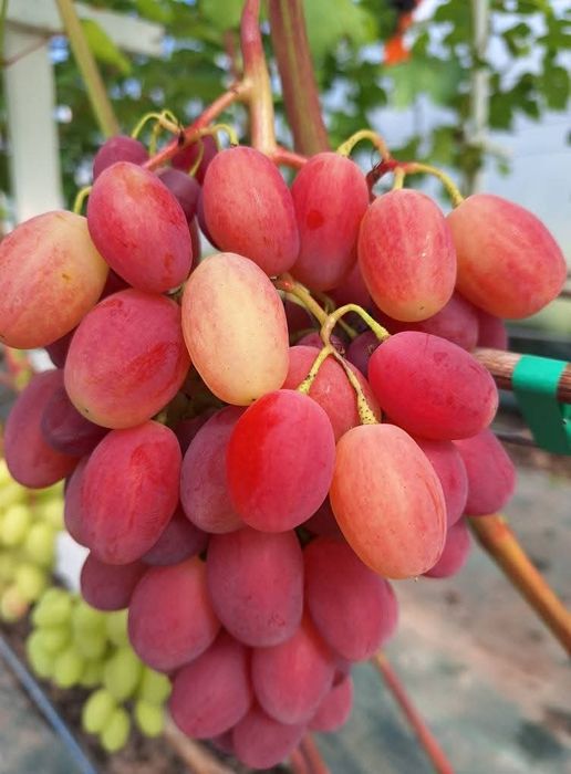 Vita de vie de masă la ghiveci anul 3