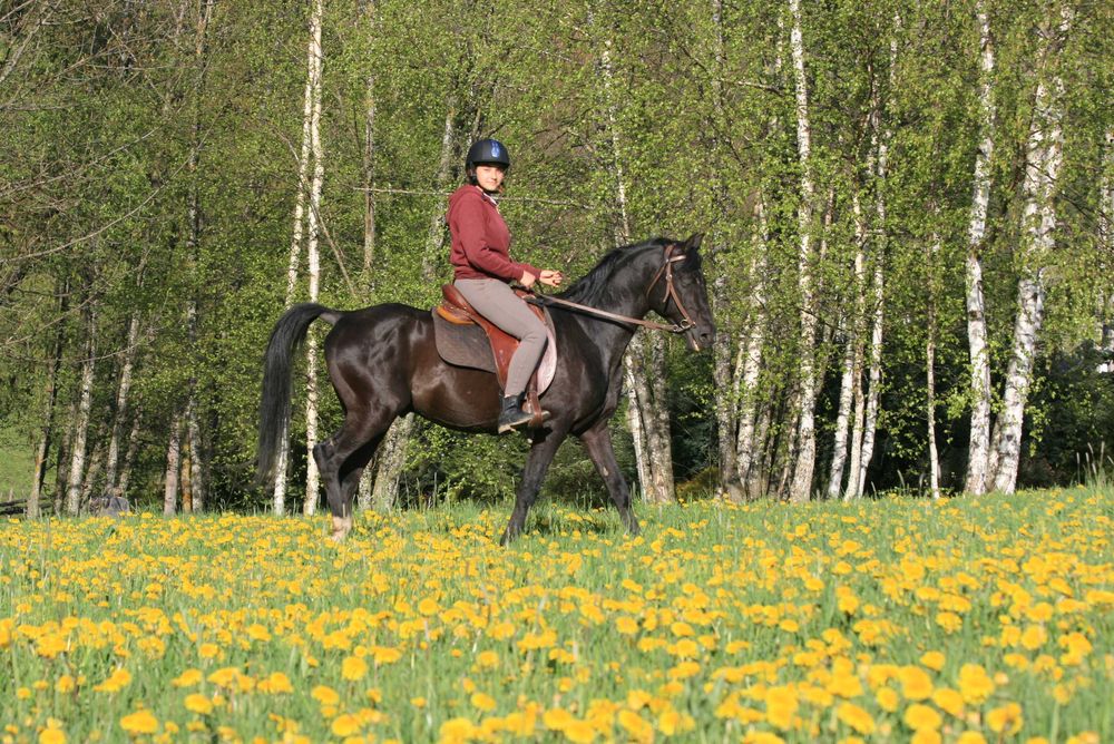 Vand cai din rasa shagya arab