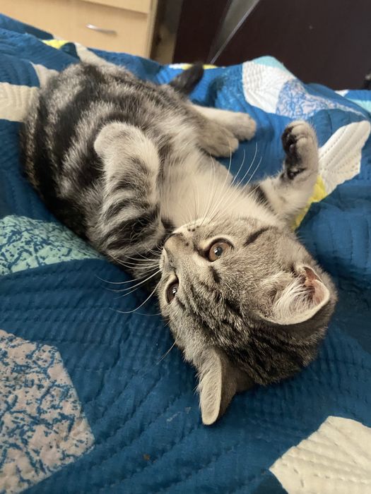 Пропал кот дэнни