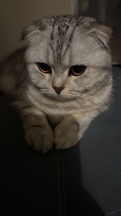 Вязка срочно вислоухая