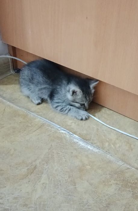 Две ласковые кошечки ищут дом