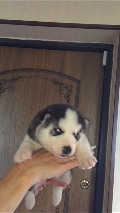 Мальчик хаски голубоглазый