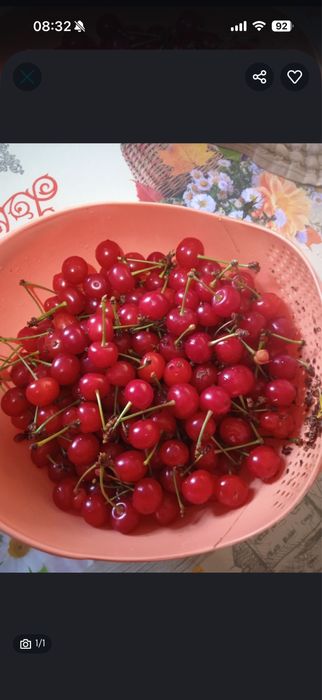 Продам черешню домащная