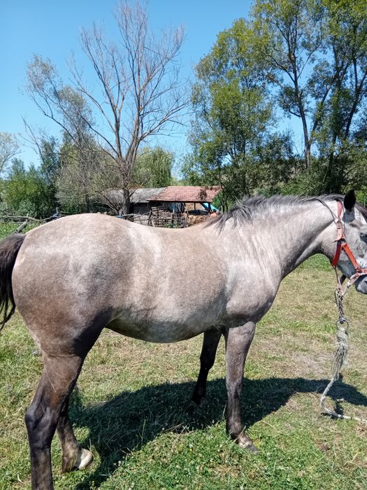 Mânza tânără de vânzare  sat Boian
