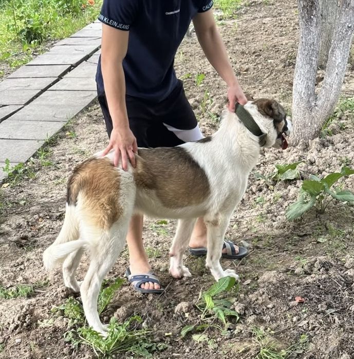 Алабай , тяж 5 Месяцев