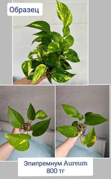 Эпипремнум комнатные цветы