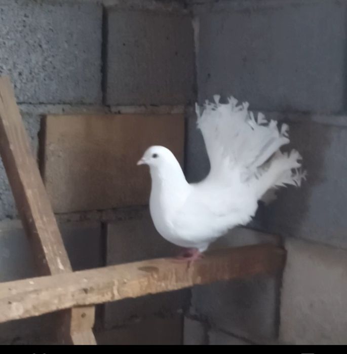 Павлин кептерлер