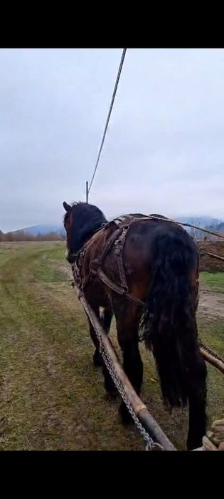 De vânzare cal puternic și muncitor