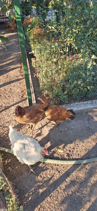 Vând găini outoare de la cârcea
