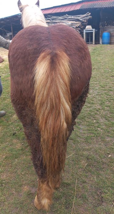 De vanzare manz de 10 luni din armasar Fitero