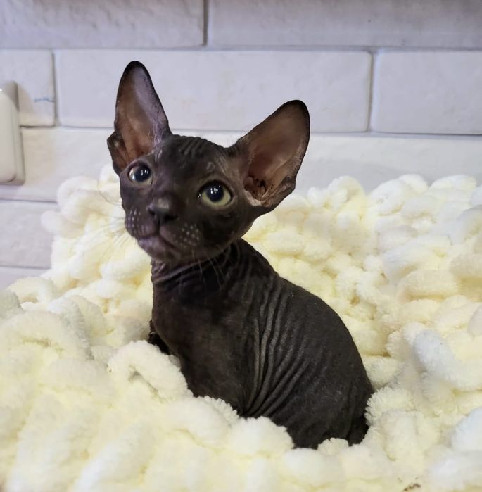 Чёрные Сфинксы.  Велюр.