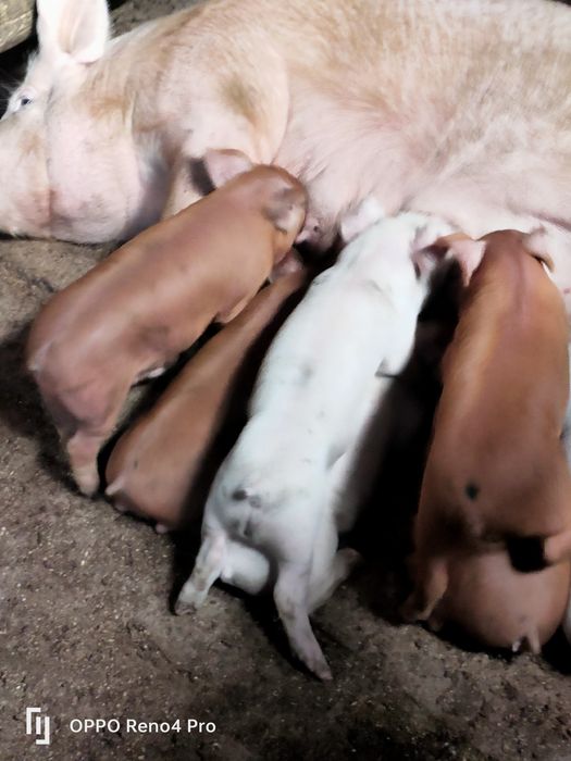 Продам супер поросят