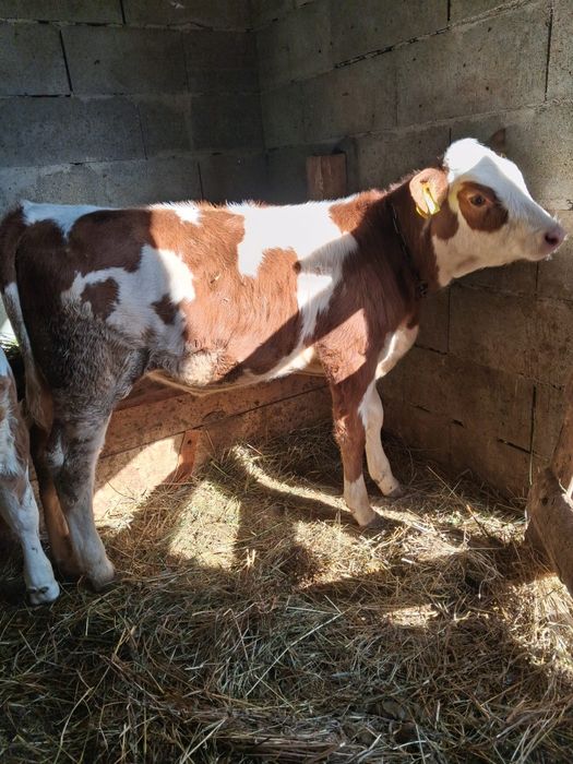Vând vitea sau schimb cu tauras