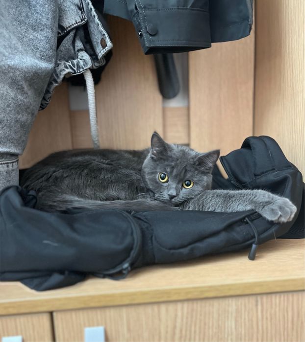 Британка в добрые руки