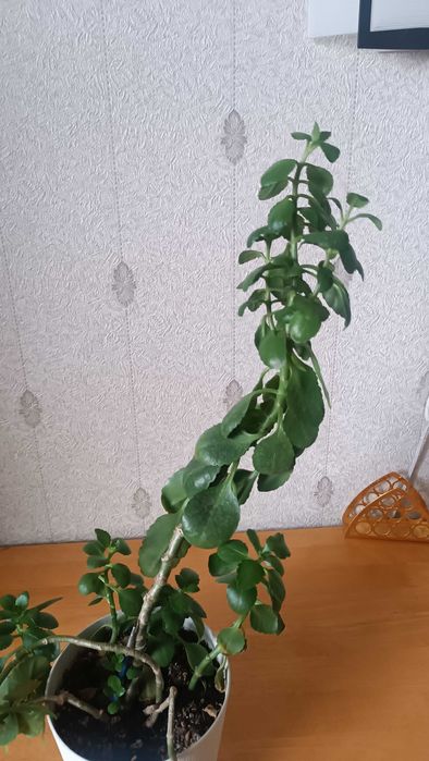 Продам цветы Коланхоэ