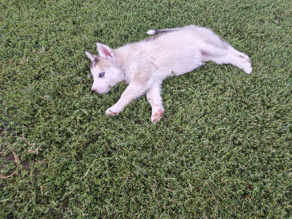 Pui Husky Siberian cu ochi albaștri – Deparazitați și vaccinați